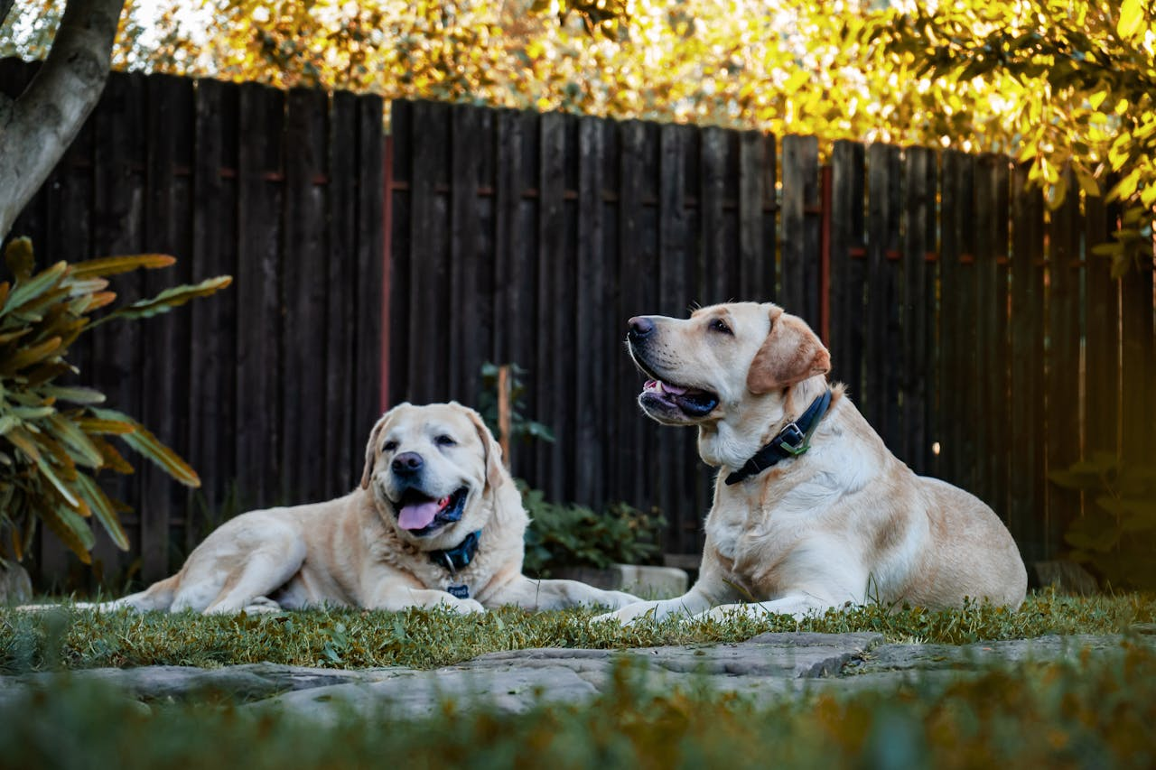 our-services-1 Two golden Labradors resting on grass in a sunny backyard, surrounded by trees and a wooden fence.